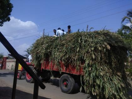 Green fodder prices have risen to the ground | हिरव्या चाऱ्याचे भाव भिडले गगनाला