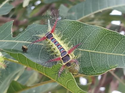 In Nashik, find out the poisonous insects of mango trees | नाशिकमध्ये आंब्याच्या झाडांना विषारी किड्यांचा विळखा