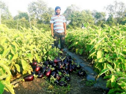 Eggplant was harvested in the field due to low price | कवडीमोल दरामुळे शेतातच तोडून टाकली वांगी