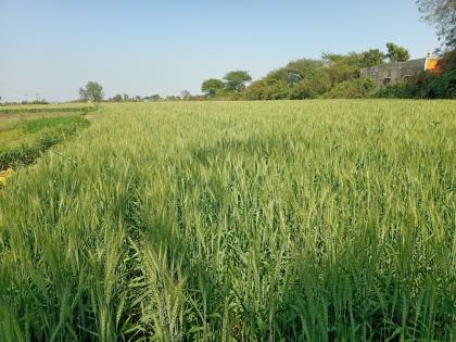  Cold crops ripen! | थंडीमुळे पिके तरारली !