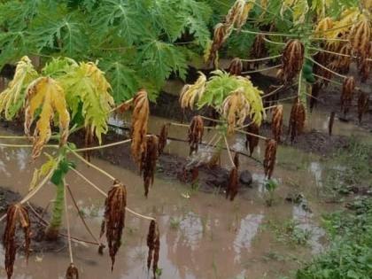 Pulses productivity will decrease by 30% | कडधान्याची उत्पादकता ३० टक्क्यांनी घटणार