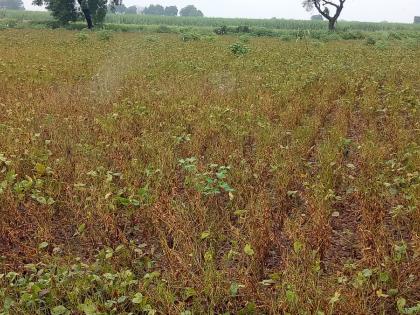 Panchanamas confused with poor crop removal | खराब पीक काढल्याने पंचनाम्यांचा गोंधळ Panchanamas confused with poor crop removal | खराब पीक काढल्याने पंचनाम्यांचा गोंधळ