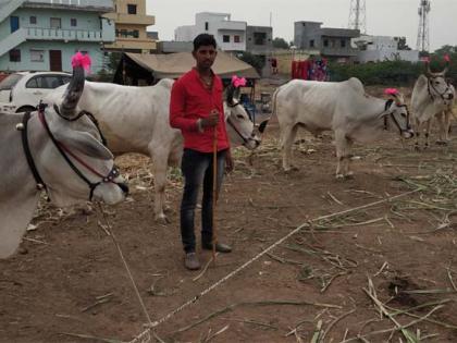 Bail Bazar disappears from Sarangkheda Yatra | सारंगखेडा यात्रेतून बैलबाजार नामशेष