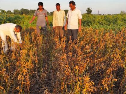 The rains hit, the crops hit | पावसाने झोडपले, पीक उत्पादनाने मारले The rains hit, the crops hit | पावसाने झोडपले, पीक उत्पादनाने मारले