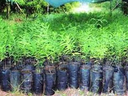 The village will have a nursery there | गाव तेथे रोपवाटीका करणार The village will have a nursery there | गाव तेथे रोपवाटीका करणार