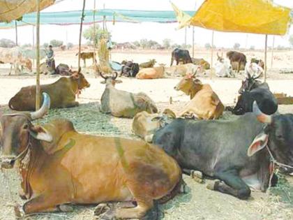 Crime for illegal transport of cattle | गुरांची अवैध वाहतूकप्रकरणी गुन्हा