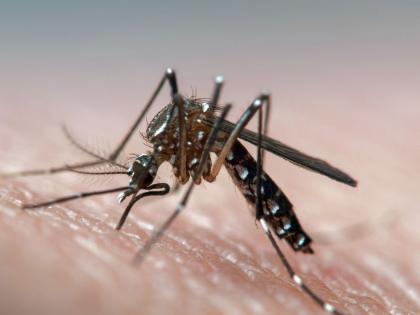 Dengue is coming, but the disease of the partner remains constant | डेंग्यू येतोय नियंत्रणात साथीचे आजार मात्र कायम Dengue is coming, but the disease of the partner remains constant | डेंग्यू येतोय नियंत्रणात साथीचे आजार मात्र कायम
