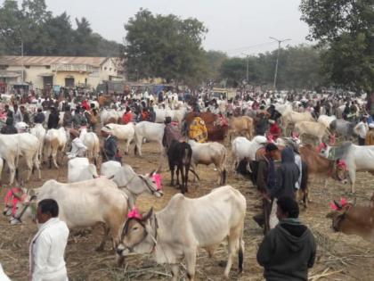 One crore turnover at the cattle rally at Talod | तळोद्याच्या पशू मेळाव्यात एक कोटीची उलाढाल