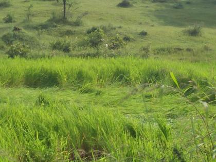 Due to heavy rain, loss of rice, soybean, groundnut | मुसळधार पावसामुळे भात, सोयाबीन, भुईमूगाचे नुकसान; रब्बीच्या पेरण्या लांबणीवर