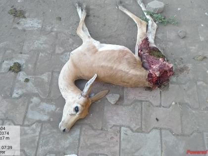 Deer killed in Pimpalgaon Mokat dog attack | पिंपळगावी मोकाट कुत्र्यांच्या हल्ल्यात हरणाचा मृत्यू