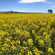 The crops started to yellow because of the lack of sunlight | सुर्य दर्शन होत नसल्याने पिके पडू लागली पिवळी