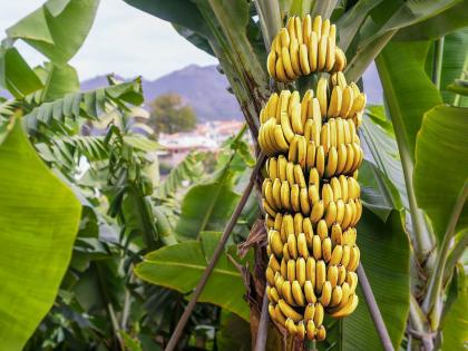 Government needs to change laws that deny international market status to banana as a perennial crop | आंतरराष्ट्रीय बाजारपेठेचे मानांकन प्राप्त असलेल्या केळीला बहुवार्षिक पीक म्हणून फळाचा दर्जा नाकारणाऱ्या सरकारने कायदे बदलण्याची  गरज