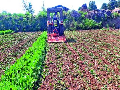 Rotated plow on the radish crop | मुळा पिकावर फिरविला नांगर