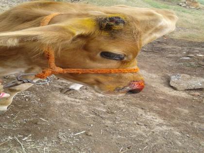 Seven cows hurt in dogs attack in Nagapur | नागापूर येथे पिसाळलेल्या कुत्र्यांच्या हल्ल्यात सात गायी जखमी