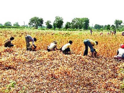 Time for starvation in the Nayagaon valley | नायगाव खोऱ्यात शेतमजुरांवर उपासमारीची वेळ