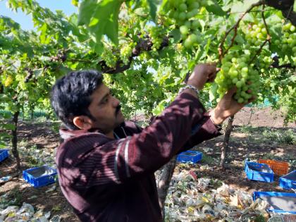 The grape breed broke down in gardens | द्राक्ष पंढरीतच द्राक्षांचे भाव कोसळले