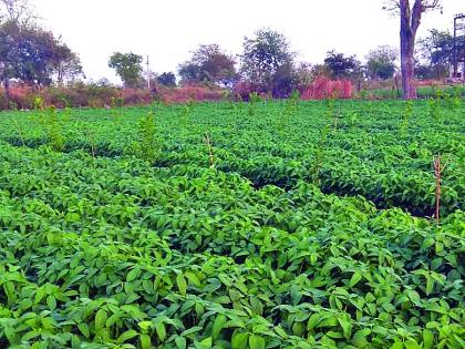 Summer soybeans grow in Somthana! | सोमठाणा येथे उन्हाळ्यात बहरले सोयाबीनचे पीक!