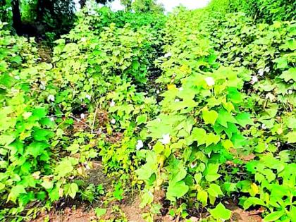 Road to agricultural occupation closed | शेतीच्या वहिवाटीचा रस्ता केला बंद Road to agricultural occupation closed | शेतीच्या वहिवाटीचा रस्ता केला बंद