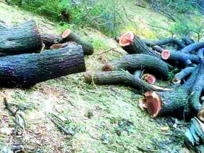 Illegally slaughtered trees | अवैधपणे वृक्षांची केली कत्तल