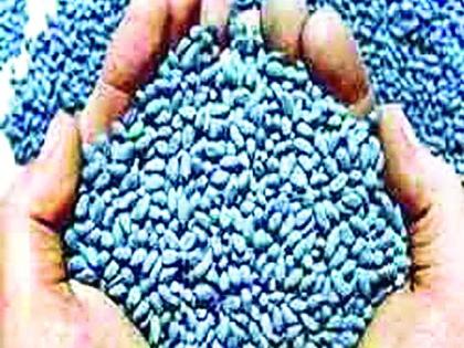 10.18 million pouches for hybrid cotton | संकरीत कपाशीची हवी १०.१८ लाख पाकिटे