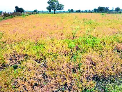 Due to cloudy weather deficiency in Chana | ढगाळ वातावरणामुळे चण्यावर घाटेअळी