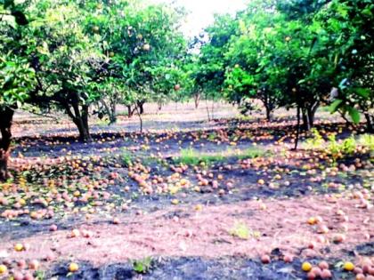 ‘ब्राऊन रॉट’मुळे अकराशे हेक्टरवर फळगळ