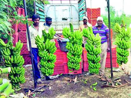 The yield of 22.44 lakhs from the four acre banana garden | साडे चार एकर केळीच्या बागेतून २२.८४ लाखांचे उत्पन्न