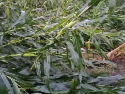 Heavy rains damage crops in Yeola taluka | येवला तालुक्यात शेतपिकांचे मुसळधार पावसाने नुकसान