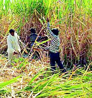 Sugarcane on hundreds of hectares stands in the field | शेकडो हेक्टरवरील ऊस शेतातच उभा