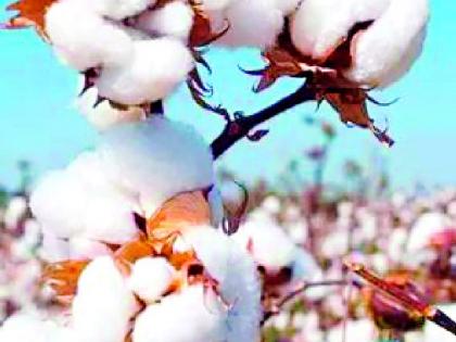 Cotton, tur and gram are stuck | कापूस, तूर आणि हरभऱ्याचे चुकारे अडकले Cotton, tur and gram are stuck | कापूस, तूर आणि हरभऱ्याचे चुकारे अडकले