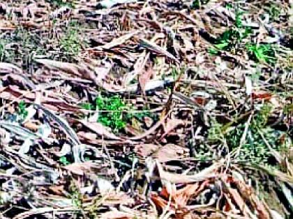 The crop burnt but no solar power | हळद जळाली पण सौरऊर्जा नाही मिळाली