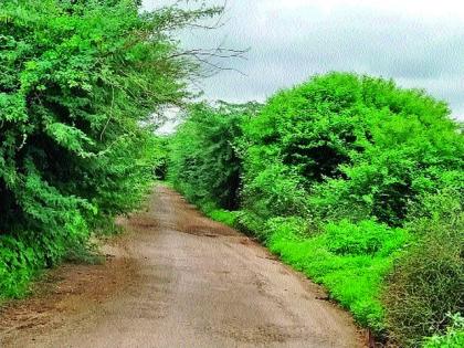 Shrub the road to Khambale | खंबाळे रस्त्याला झुडपांचा विळखा