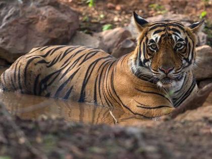 Three laborers injured in tiger and bear attack in Chandrapur district | चंद्रपूर जिल्ह्यात वाघ व अस्वलाच्या हल्ल्यात तीन मजूर जखमी