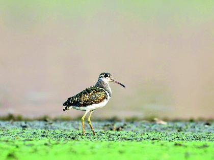 जॉर्डन्सचा पर्णपक्षी जॉर्डन्सचा पर्णपक्षी