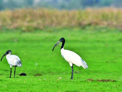 काळ्या डोक्याचा शराटी काळ्या डोक्याचा शराटी