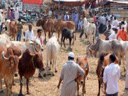 Fourfold severe due to drought, livestock markets | दुष्काळामुळे चाराप्रश्न गंभीर, पशुधन बाजारात