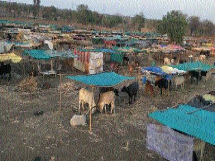 The documents have been set up to start fodder camps | चारा छावण्या सुरू करण्यास कागदपत्रांचा अडसर कायम