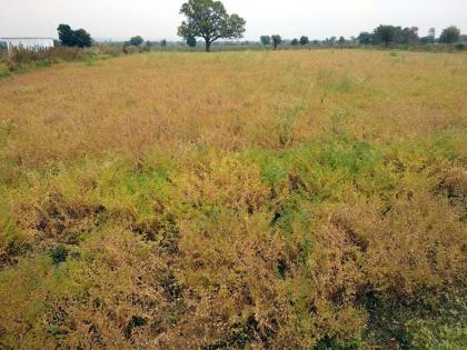 Due to the cloudy weather, the deficit on Chana in Wardha district | ढगाळ वातावरणामुळे वर्धा जिल्ह्यातील हरभऱ्यावर घाटेअळी