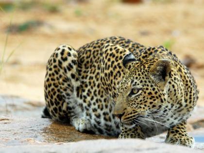 Leopard in the school bathroom in Chandrapur district | चंद्रपूर जिल्ह्यात शाळेतील बाथरुममध्ये शिरला बिबट्या