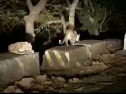 The sight of the leopards on the Chikhaldara road; The bear comes to the village | चिखलदरा मार्गावर बिबट्यांचे दर्शन; गावापर्यंत येते अस्वल