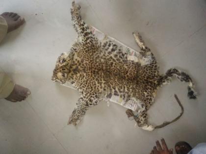 The leopard's skin found on the retired officer's house | भंडारा जिल्ह्यात सेवानिवृत्त अधिकाऱ्याच्या घरी सापडले बिबट्याचे कातडे