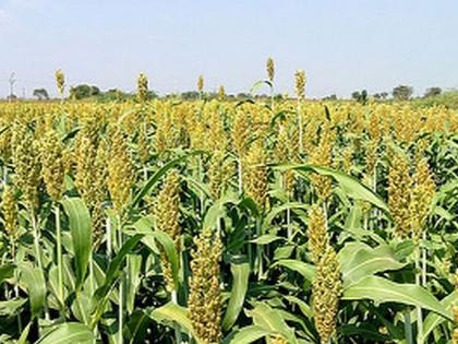 Outbreaks of pests and diseases on crops due to climate change | वातावरणातील बदलांमुळे पिकांवर कीड, रोगांचा प्रादुर्भाव