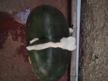 Watermelon explodes in Yavatmal | यवतमाळात टरबुजाचा झाला स्फोट! फेसही आला