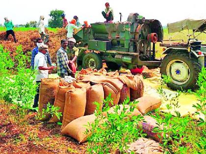 Dramatic decline in soybean production | सोयाबीन उत्पादनात कमालीची घट Dramatic decline in soybean production | सोयाबीन उत्पादनात कमालीची घट