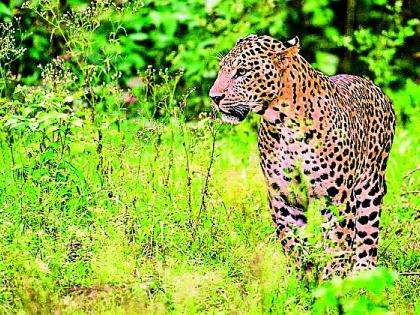 Leopard communication in the university again | विद्यापीठात पुन्हा बिबट्याचा संचार