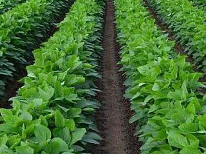 Check the germination of seeds at home | घरच्या घरी तपासा बियाण्यांंची उगवणशक्ती Check the germination of seeds at home | घरच्या घरी तपासा बियाण्यांंची उगवणशक्ती