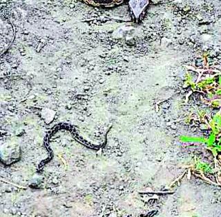 37 snakes found in one place | एकाच ठिकाणी आढळले ३७ साप