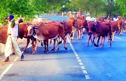 Now the police action is taken against Kathiwadi cattle | आता पोलीस बंदोबस्तात काठेवाडी गुरांवर कारवाई