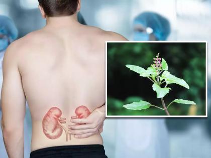 Ayurveda doctor told 4 types of leaves that can detox kidney and prevent you kidney stone | किडनीतील सगळे विषारी पदार्थ बाहेर काढतात ही पाने, होणार नाही किडनी स्टोन