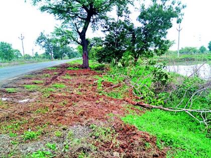 Slaughter of trees on the highway | राज्यमार्गावरील झाडांची कत्तल